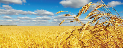 golden-wheat-field_954x375 golden-wheat-field_954x375